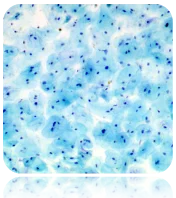 cplabsafety-2202607141004171200880