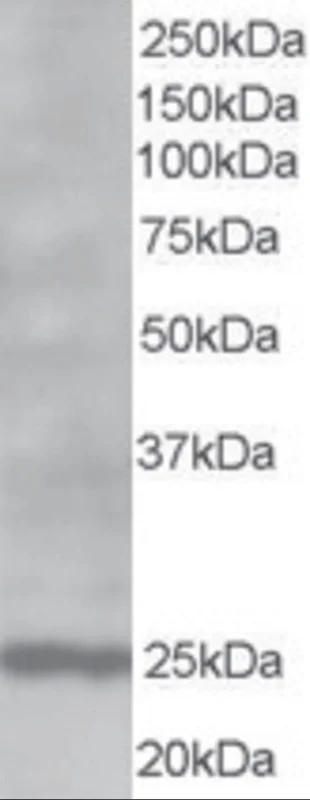 dabos-1202607140837271194104