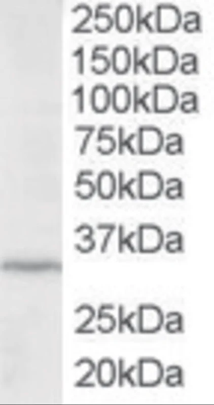 dabos-1202607140839131194263