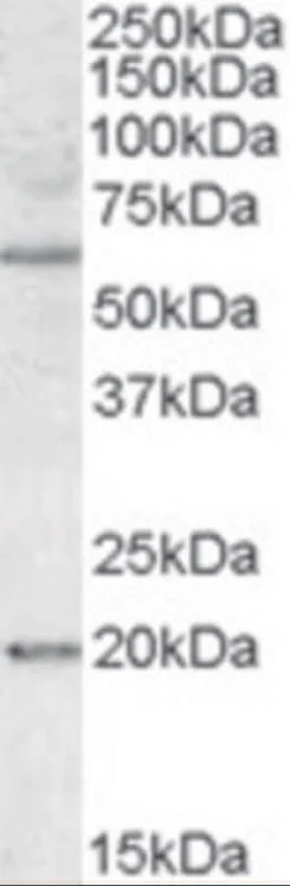 dabos-1202607140845501194820