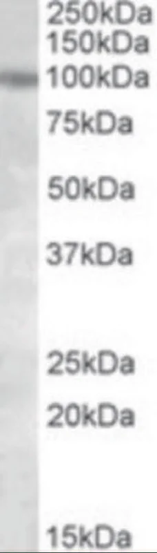 dabos-2202607132126001138361