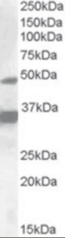 dabos202607130045381037728