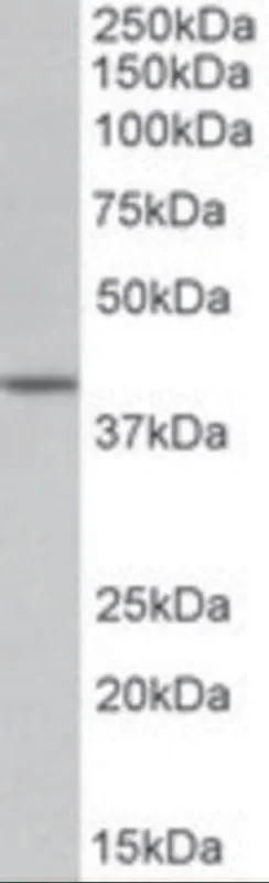dabos202607130052221038382