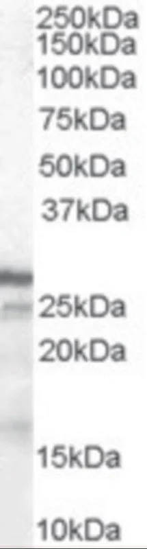 dabos202607130054401038577