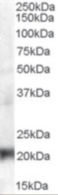 dabos202607130056211038731