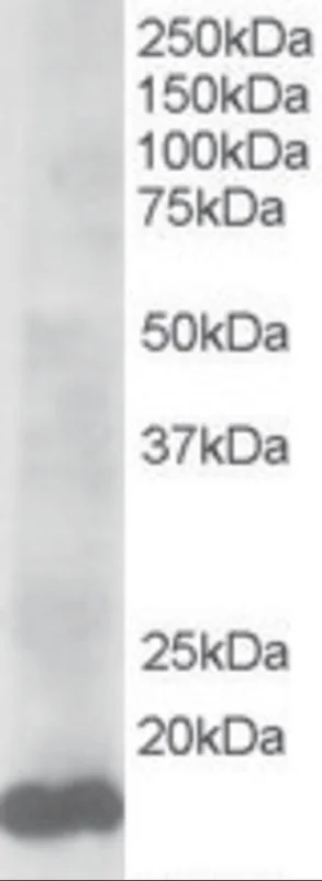 dabos202607130058001038889