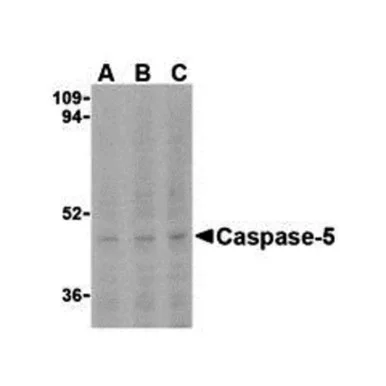geneseesci20260711211926872576