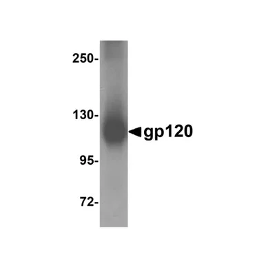 geneseesci20260711214205874534