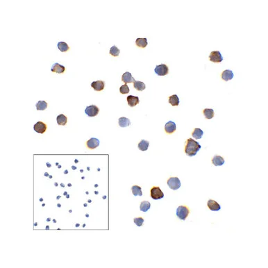 geneseesci20260711214421874719