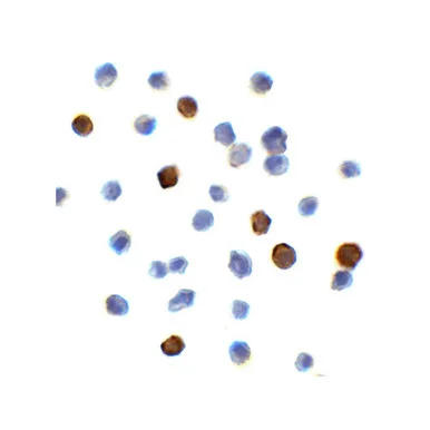 geneseesci20260711233638883570