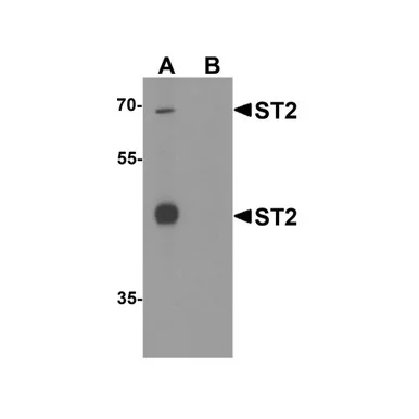 geneseesci20260712011308891654