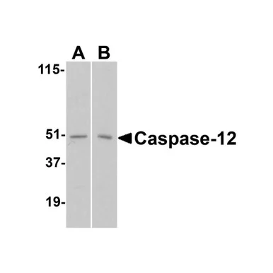 geneseesci20260712030745900881