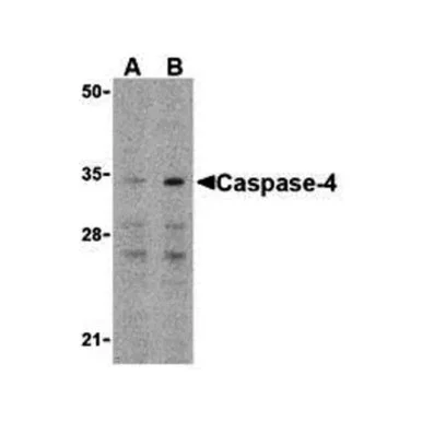 geneseesci20260712042031906810