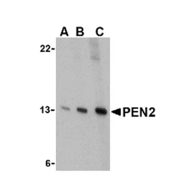geneseesci20260712045150909250