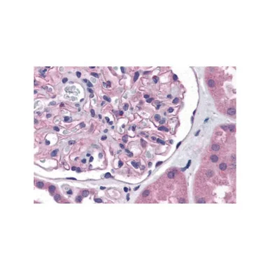 geneseesci20260712052159912001