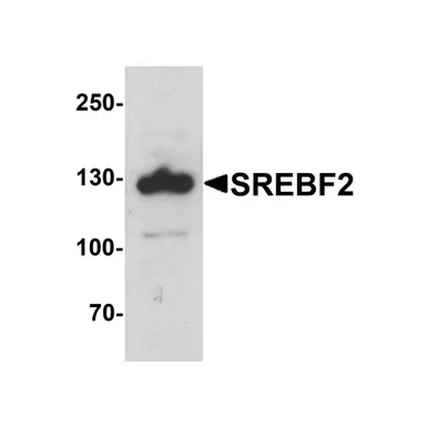 geneseesci20260712055113914769