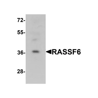 geneseesci20260712061919918399