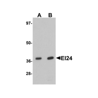 geneseesci20260712062701919278
