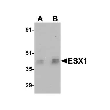 geneseesci20260712070615923923