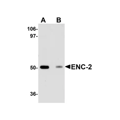 geneseesci20260712081759932843