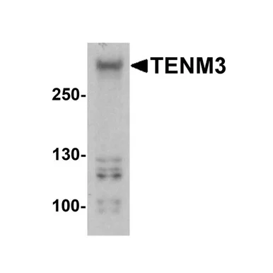 geneseesci20260712085721937158
