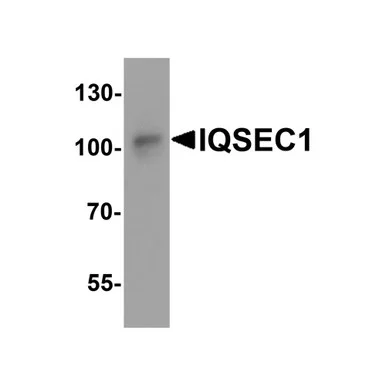 geneseesci20260712091255938566