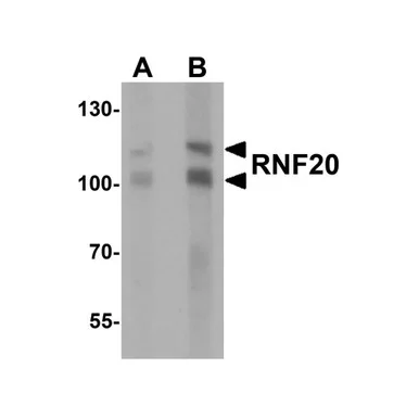 geneseesci20260712102350946391