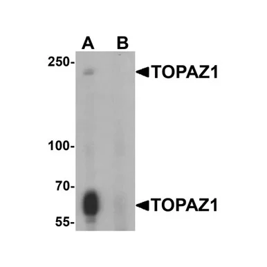 geneseesci20260712123802961097
