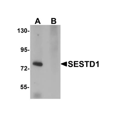geneseesci20260712125731963166