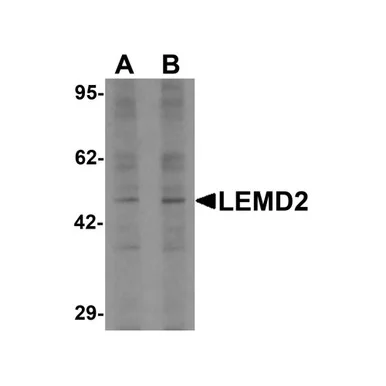 geneseesci20260712142451972723