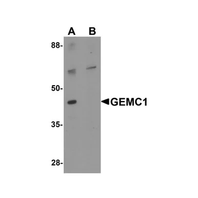 geneseesci20260712151012977370