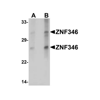geneseesci20260712184552998674
