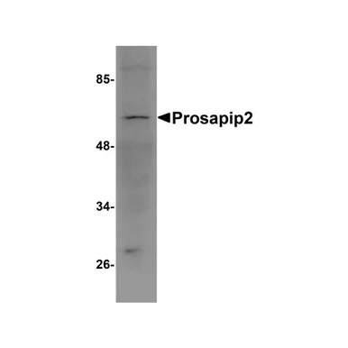 geneseesci202607121947131005056