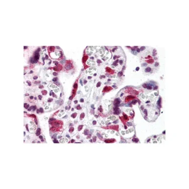 geneseesci202607122028461009734